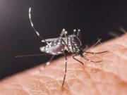 Научниците открија: Комарците не бираат случајно, имаат систем за напад