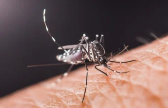 Научниците открија: Комарците не бираат случајно, имаат систем за напад