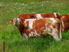 Кривични пријави за лицата кои ги попречуваа вработените во АХВ да ги заловат кравите во Крива Паланка