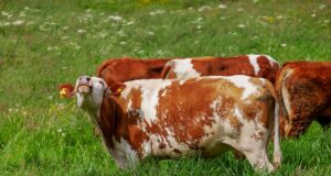 Кривични пријави за лицата кои ги попречуваа вработените во АХВ да ги заловат кравите во Крива Паланка