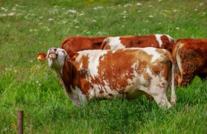 Кривични пријави за лицата кои ги попречуваа вработените во АХВ да ги заловат кравите во Крива Паланка