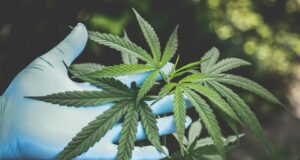 Пријава за неовластено производство на дрога во Кавадарци