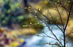 Променливо облачно, со повремени слаби врнежи од дожд: Минусни утрински температури