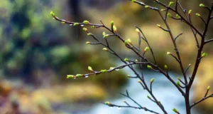 Утре променливо облачно време со сончеви периоди