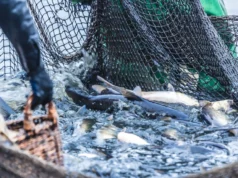 Високите цени на дизелот закотвија половина од холандската рибарска флота