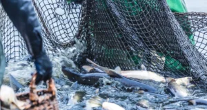 Високите цени на дизелот закотвија половина од холандската рибарска флота