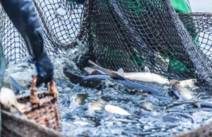 Високите цени на дизелот закотвија половина од холандската рибарска флота