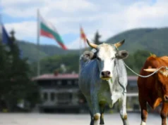 Волови од Македонија ја преминале бугарската граница, неизвесно е што ќе се случува со нив