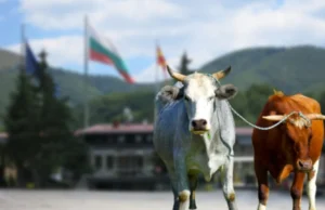 Волови од Македонија ја преминале бугарската граница, неизвесно е што ќе се случува со нив