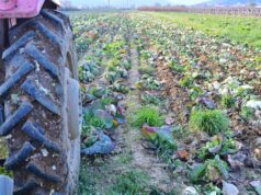 СДСМ ќе поднесе предлог до Собранието за помош на производителите на зелка