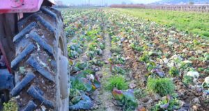 СДСМ ќе поднесе предлог до Собранието за помош на производителите на зелка