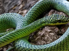 Летечки змии и нови видови: Пештерите на Камбоџа откриваат тајни на непознатата природа