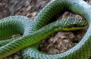 Летечки змии и нови видови: Пештерите на Камбоџа откриваат тајни на непознатата природа