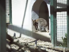 Зоолошката во Битола ќе добие нови жители