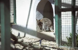 Зоолошката во Битола ќе добие нови жители
