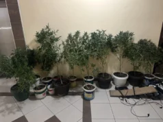 (Фото/Видео) Саксии канабис откриени во стан во Аеродром, уапсено едно лице