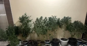 (Фото/Видео) Саксии канабис откриени во стан во Аеродром, уапсено едно лице