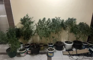 (Фото/Видео) Саксии канабис откриени во стан во Аеродром, уапсено едно лице