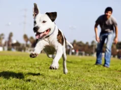 Бразил воведува заедничко старателство над домашните миленици по развод