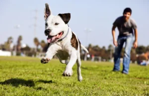 Бразил воведува заедничко старателство над домашните миленици по развод