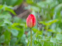 Дождлив продолжен викенд за празничниот 1 Мај