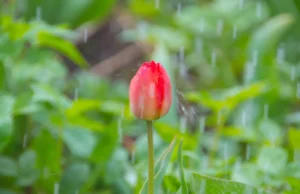 Дождлив продолжен викенд за празничниот 1 Мај