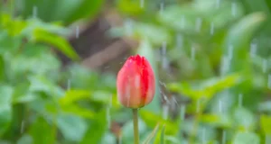 Променливо време со врнежи до четврток, најобилни на исток