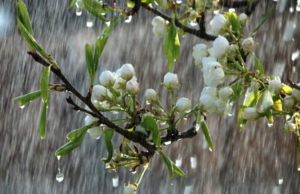 Претежно облачно со врнежи од дожд, наместа пообилни