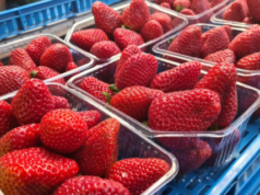 Јагодите можат да траат подолго со едноставен трик – важен е садот во кој се наоѓаат