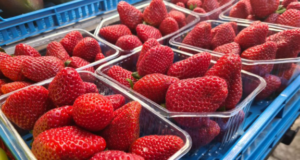 Јагодите можат да траат подолго со едноставен трик – важен е садот во кој се наоѓаат