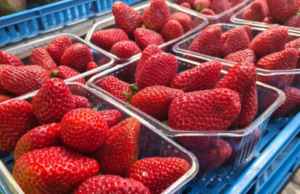 Јагодите можат да траат подолго со едноставен трик – важен е садот во кој се наоѓаат