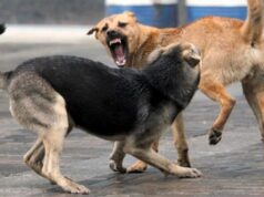 Уапсен 38-годишник од село Камењане поради инволвираност во борби со кучиња