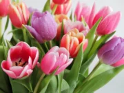 Цвеќиња што треба да ги имате во куќата за Велигден – за мир и радост за целото семејство