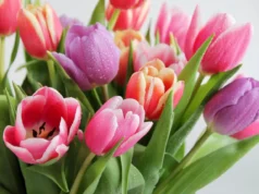 Цвеќиња што треба да ги имате во куќата за Велигден – за мир и радост за целото семејство