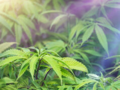 Марихуана и амфетамин пронајдени во подрум во Аеродром – скопјанец под истрага