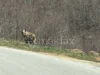 (Видео) Мечка снимена во атарот на Лазарополе