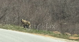 (Видео) Мечка снимена во атарот на Лазарополе