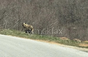 (Видео) Мечка снимена во атарот на Лазарополе