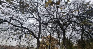 Утре претежно облачно време со повремени локални врнежи од дожд