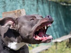 Без возачка дозвола превезувале питбул повреден во борба, уапсени деветнаесетгодишник и двајца 17-годишници