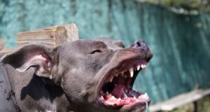 Без возачка дозвола превезувале питбул повреден во борба, уапсени деветнаесетгодишник и двајца 17-годишници