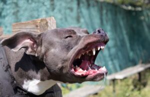 Без возачка дозвола превезувале питбул повреден во борба, уапсени деветнаесетгодишник и двајца 17-годишници