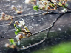 Времето утре – претежно облачно, претпладне во источните делови услови за слаб дожд