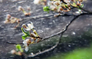 Времето утре – претежно облачно, претпладне во источните делови услови за слаб дожд