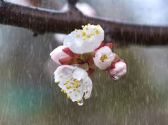 Утре променливо облачно со врнежи од дожд, наместа во форма на невреме