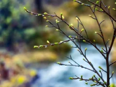 Утре сончево со мала до умерена облачност