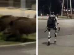 (Видео) Ова е роботот што ги брка дивите свињи во Варшава