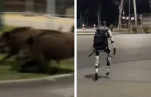(Видео) Ова е роботот што ги брка дивите свињи во Варшава