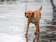 Пет кучиња и лисица пронајдени угинати во Маркова Сушица, потврдено труење