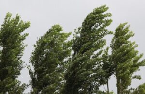 Сончево, но ветровито: Налети над 60 км на час долж Повардарието